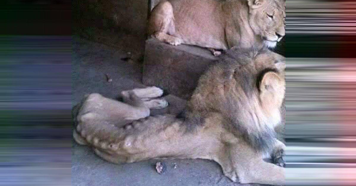 Salvar os leões e outros carnívoros do Parque Ben Aknoun animal em Argel