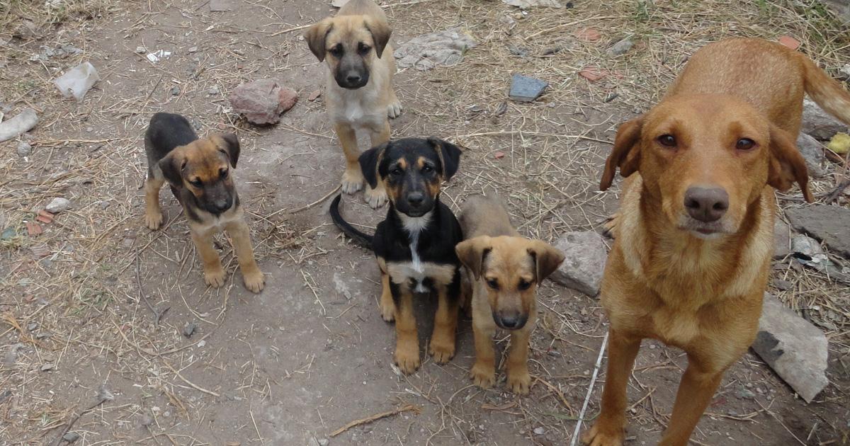 Castigo severo por abandono y maltrato animal