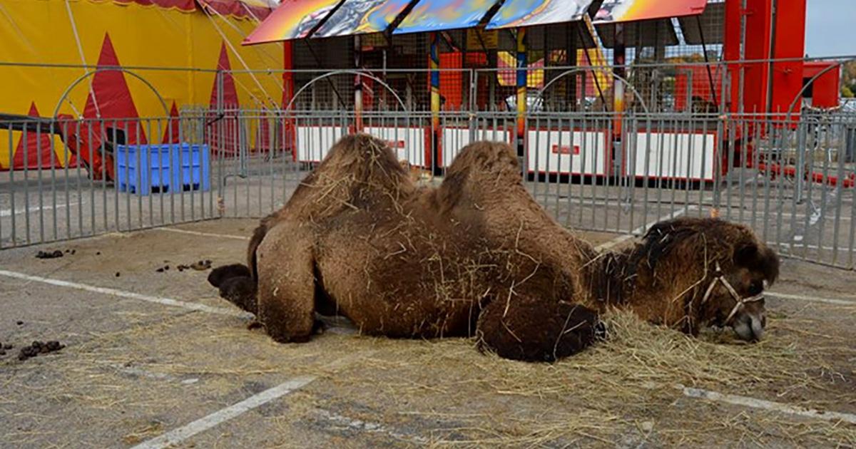 Actúa contra el maltrato animal