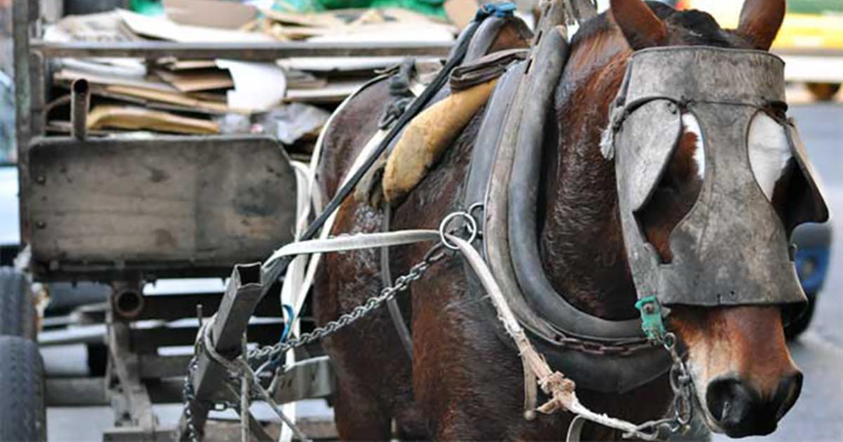 Prohibición de la tracción a sangre