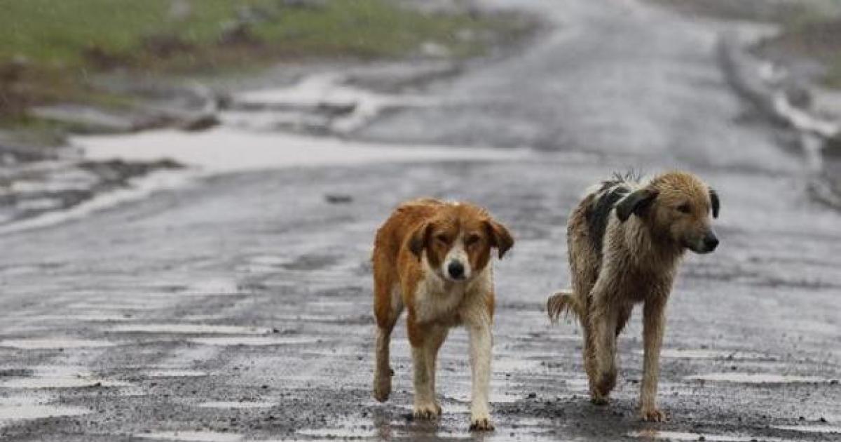 Ayuda a comprar tierras para crear un oasis para perros y gatos abandonados