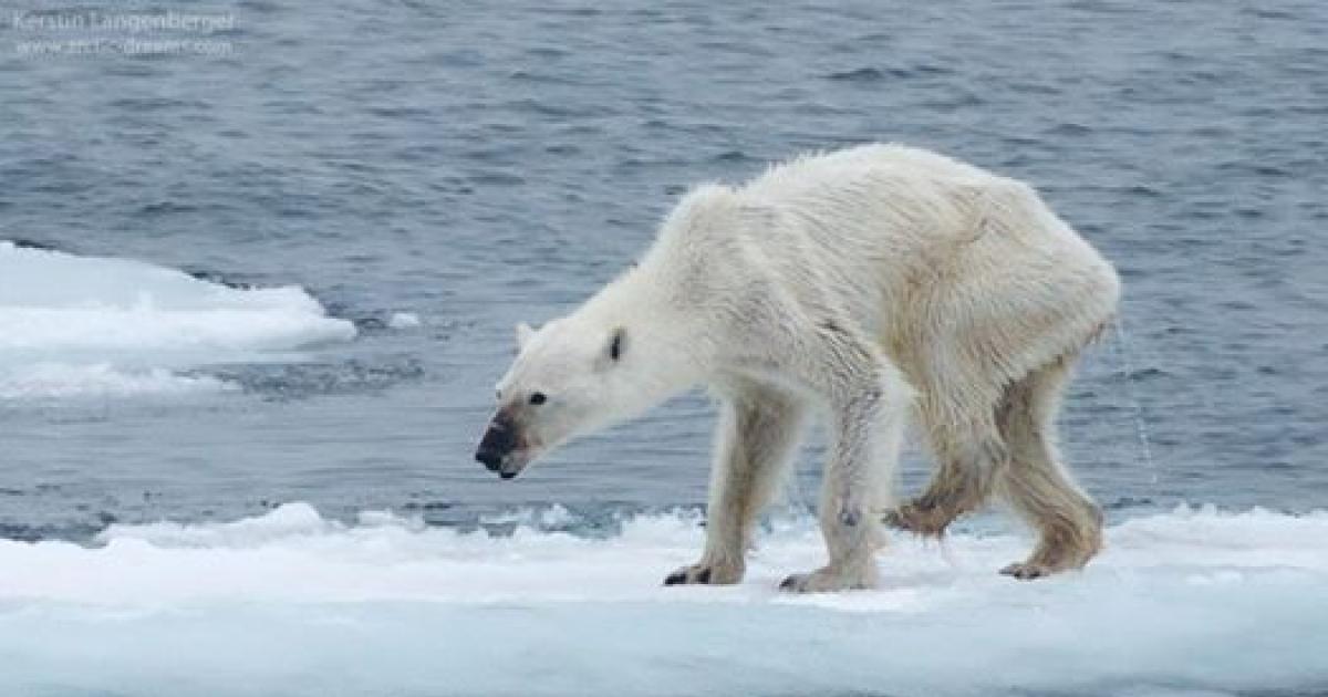 Si no se hace nada, el oso polar podría morir