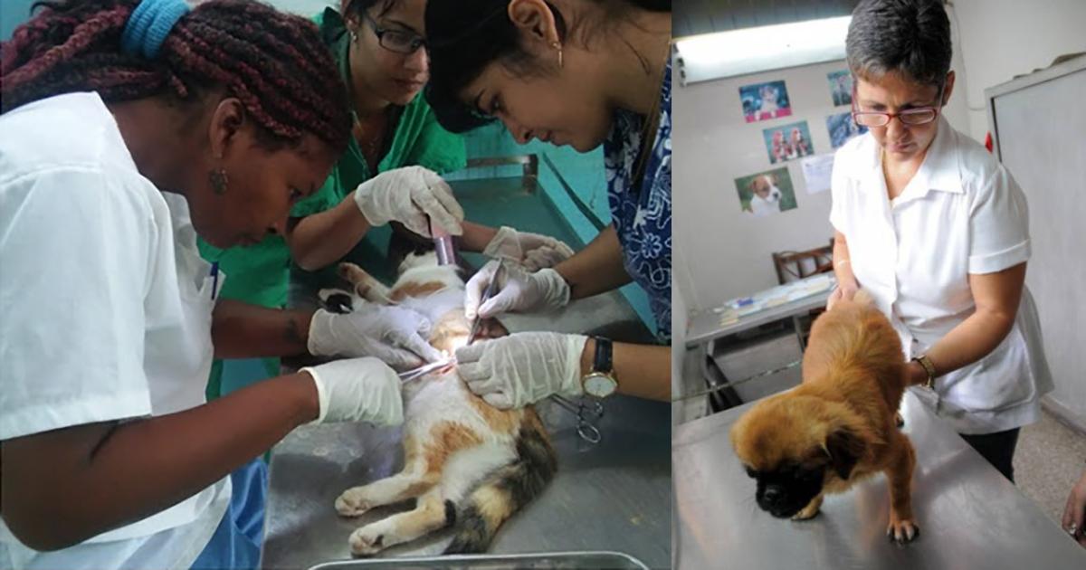 Establecer regulaciones para los veterinarios y no su prohibición