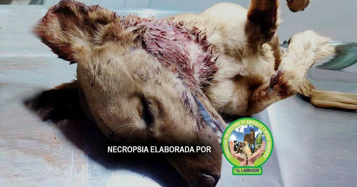 JUSTICIA! Investiguen, judicialicen y hagan aplicar la Ley contra el maltrato animal de manera ejemplar en Colombia