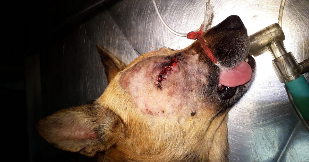 Stop the massacre of dogs and cats in the Grajaú Housing Set - Faria Lima