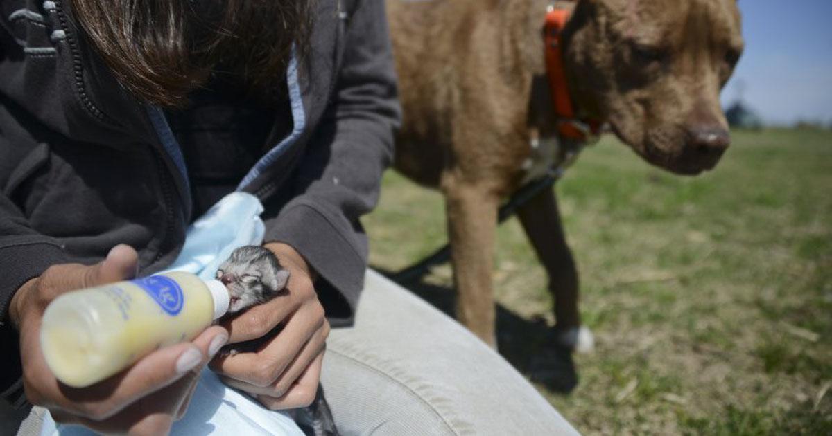 Un hogar para estos animales, no una prisión, un hogar