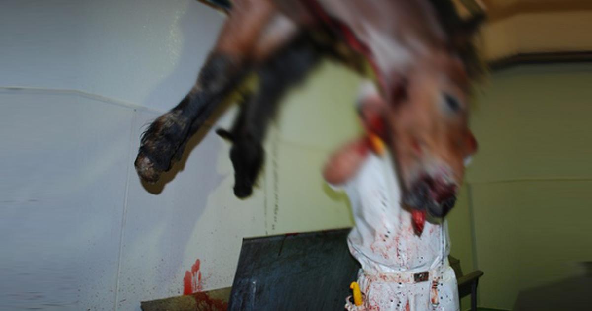 Cavalos têm triste fim nos matadouros - Vegazeta