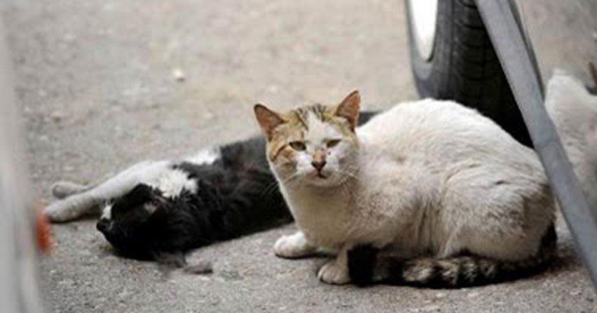 Control and save the feral cat litters