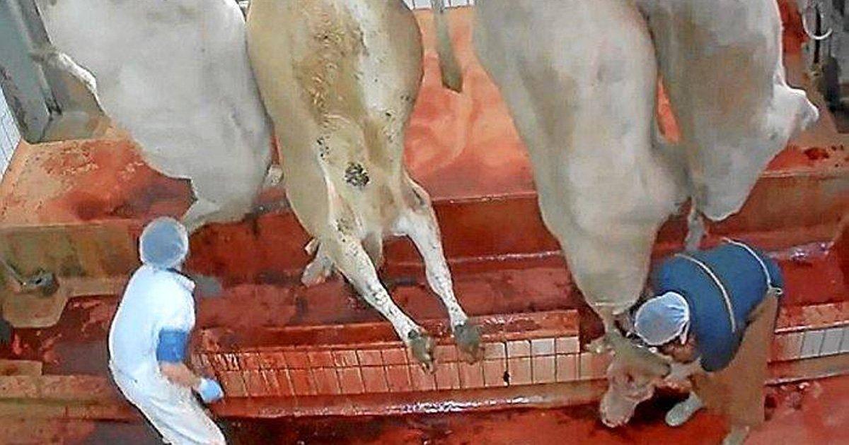 Por favor, se Matadouros matam animais pela sua carne não os tortures!