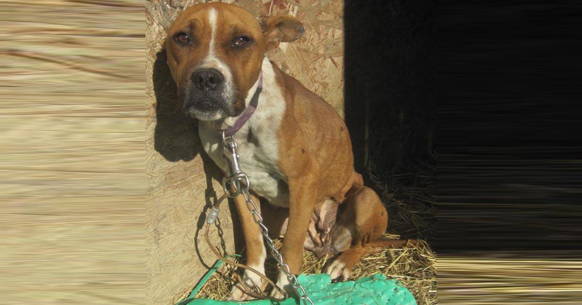 Que se establezca una Ley que prohíba tener amarrados a los animales y en las azoteas