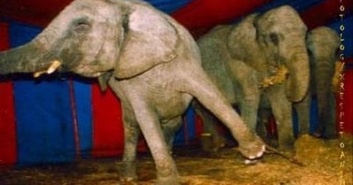 Prohibir los circos con animales salvajes