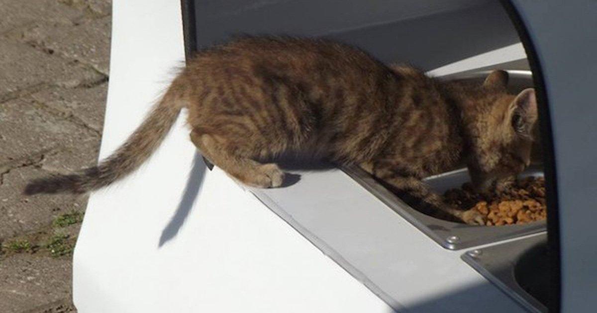 Dispensadores de Comida para Gatos Callejeros