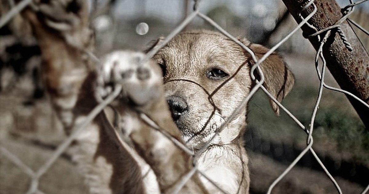 Não mais violência contra os animais!