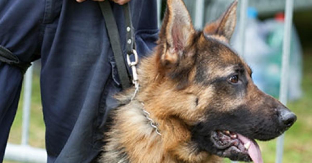 Prohibir los perros de seguridad en supermercados