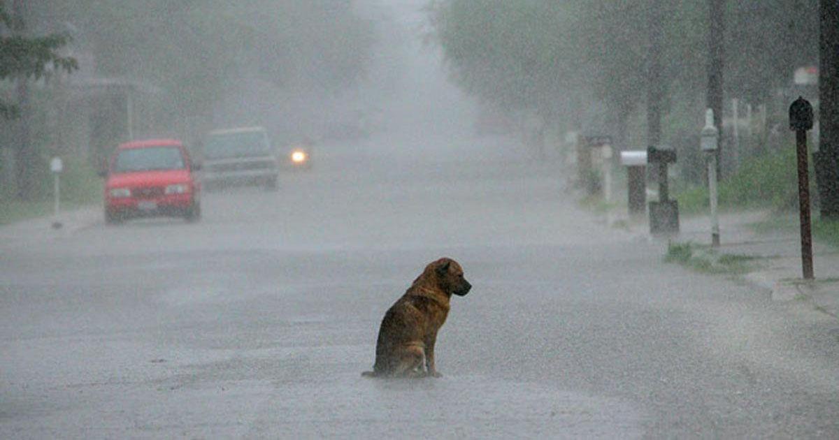 Ley para la protección de los animales