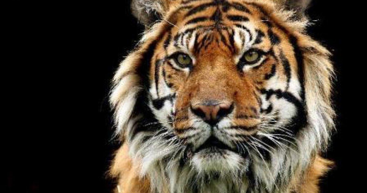 Salvemos de la extinción a todos los tigres del mundo