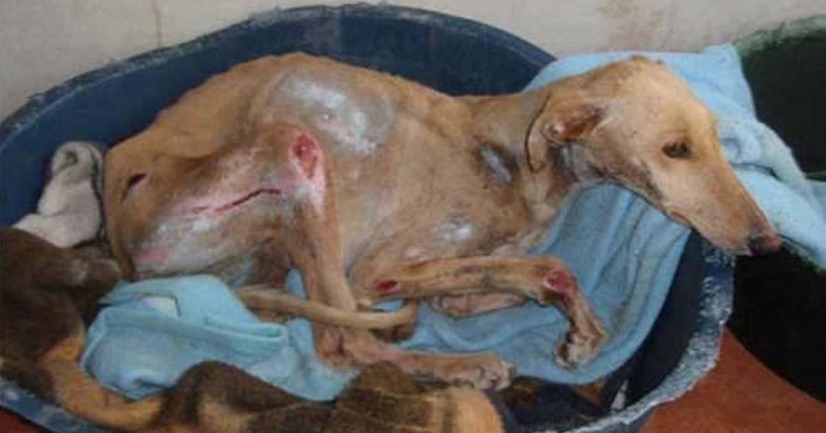Prohibir las carreras de galgos