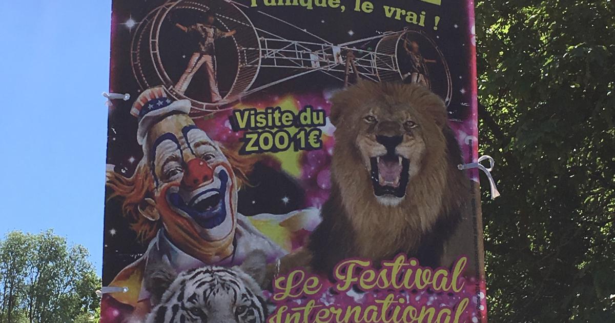 No permitan que los circos exploten animales salvajes y animales en general para actuar en la ciudad