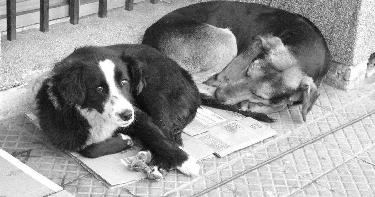 Para que No Haya Más Abandonos de Animales en la Calle y Para que Haya una Ley Contra el Abuso de Animales