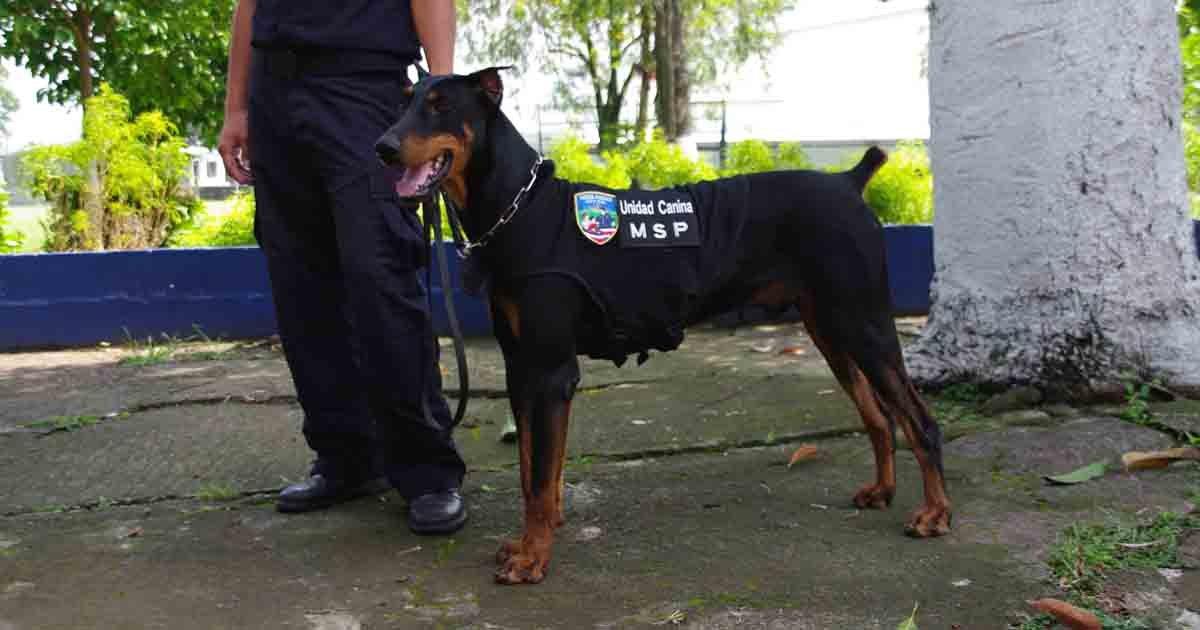 Recuperar perros de la calle y convertirlos en Vigilantes Caninos