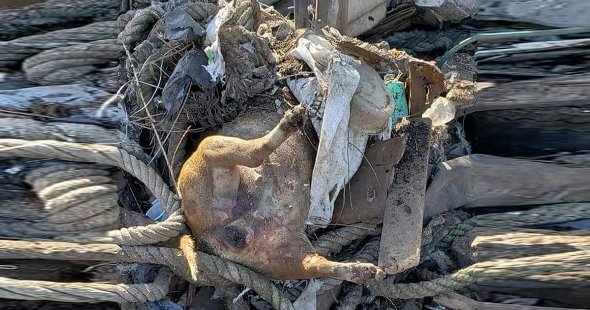 Mandó a demoler un barrio entero y causó la muerte de muchos animales callejeros