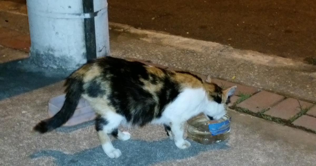 Gatos de mi calle amenazados de muerte por vecinos!