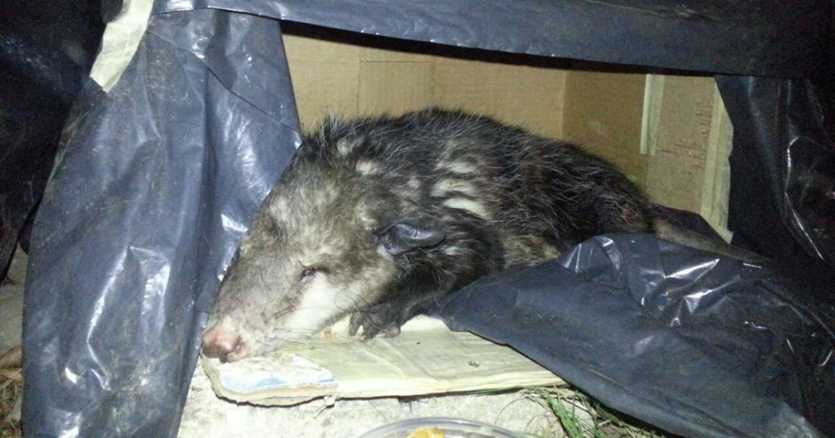 Cuidar y proteger la vida de estos animalitos