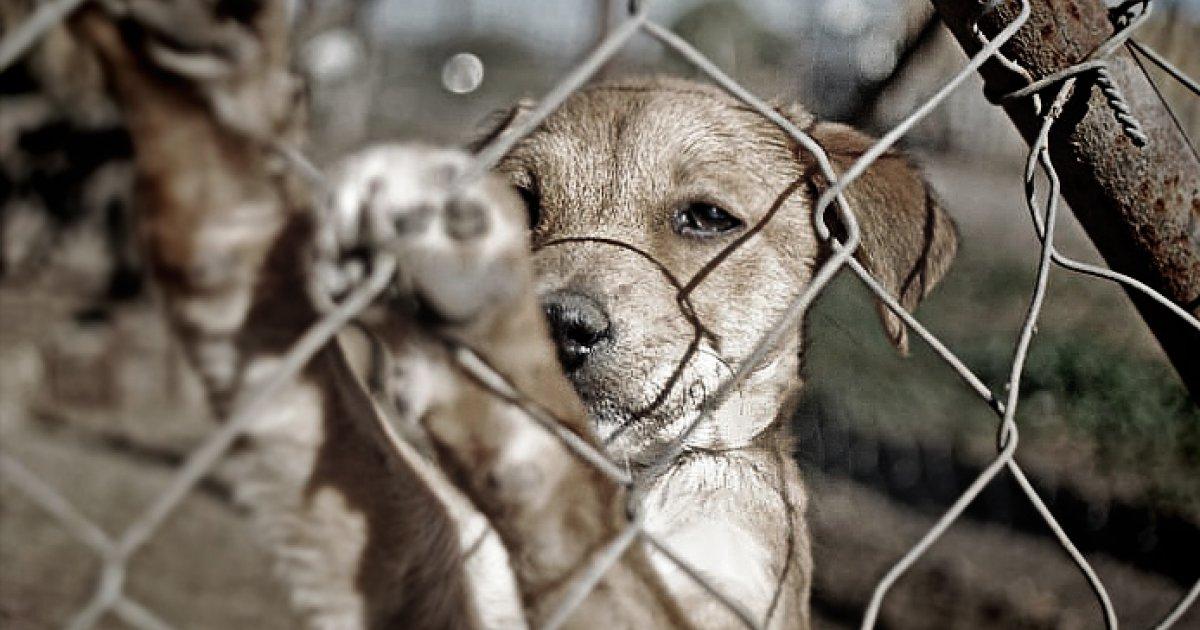 Celebre a lei contra o abuso animal em Costa Rica!