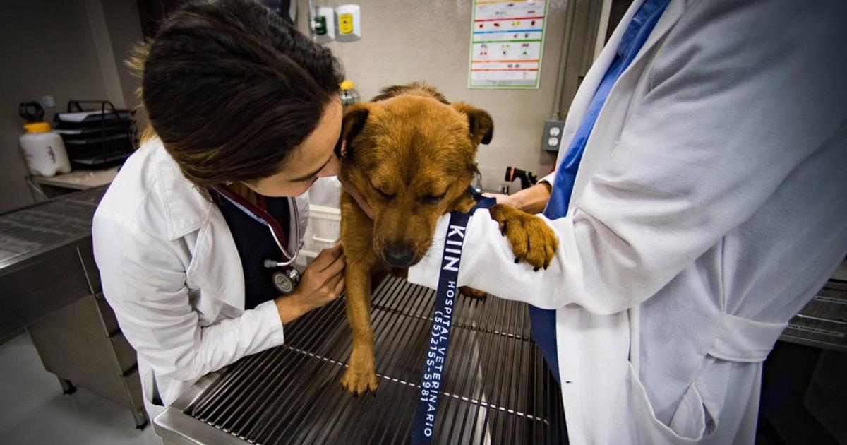 Construir un hospital para ayudar a los animales