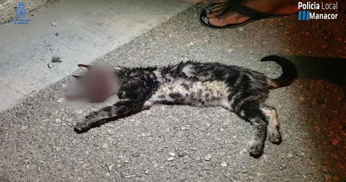 Pena de prisão por abuso de animais