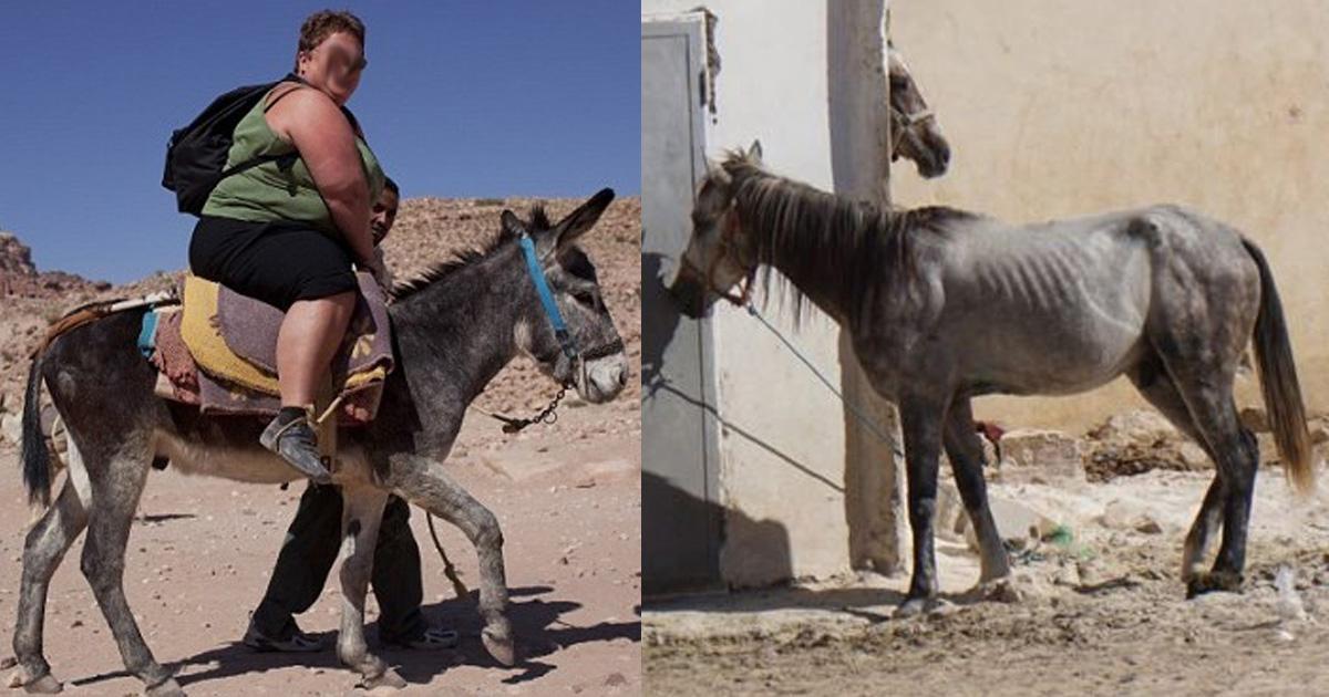 Que se les alimente, de agua y no se los exponga al Sol, y que tengan una atención Veterinaria urgente