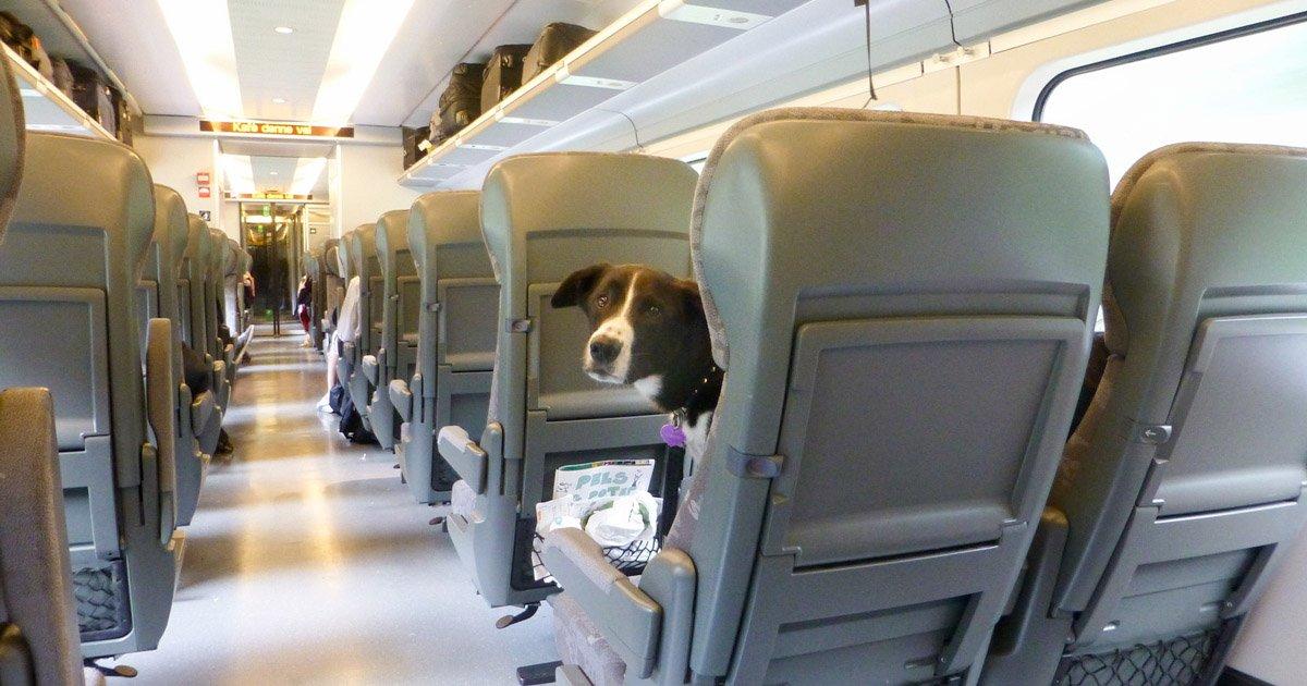Let us Travel by Fast Trains and Long-Distance Trains with Our Over 10 kg Dogs 