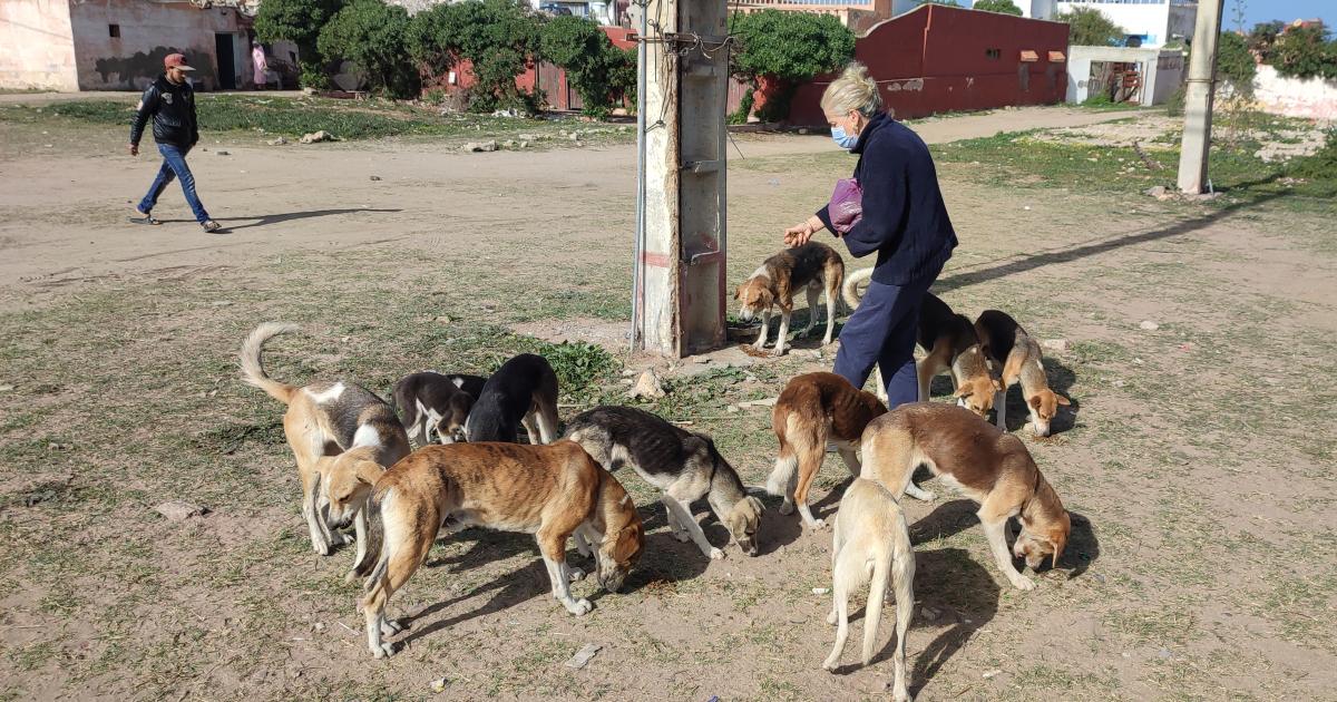 Los animales callejeros están en peligro