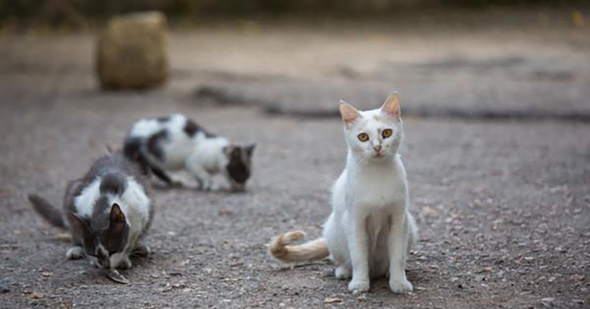 Esterilicen los gatos de Villalbarba