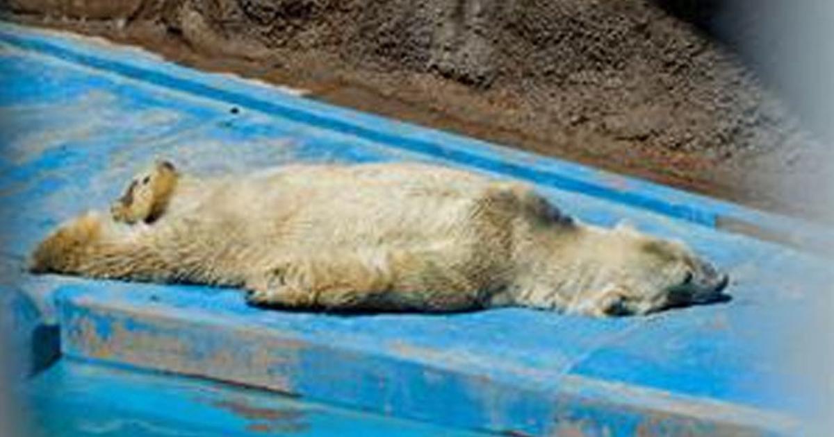 Fermeture définitive du zoo de Mendoza Capital