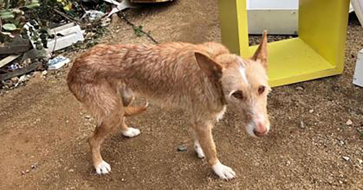 Que se considere como delito grave el maltrato y abandono de los gatos y perros