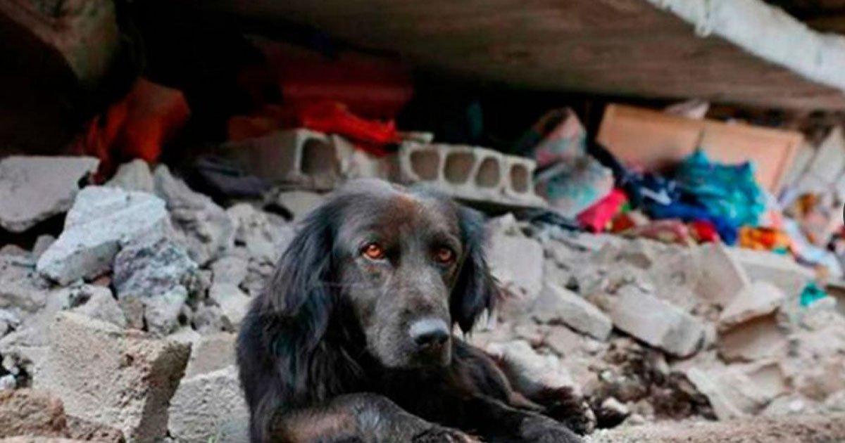 Institución de ayuda a Mascotas PEA control no cumple las funciones