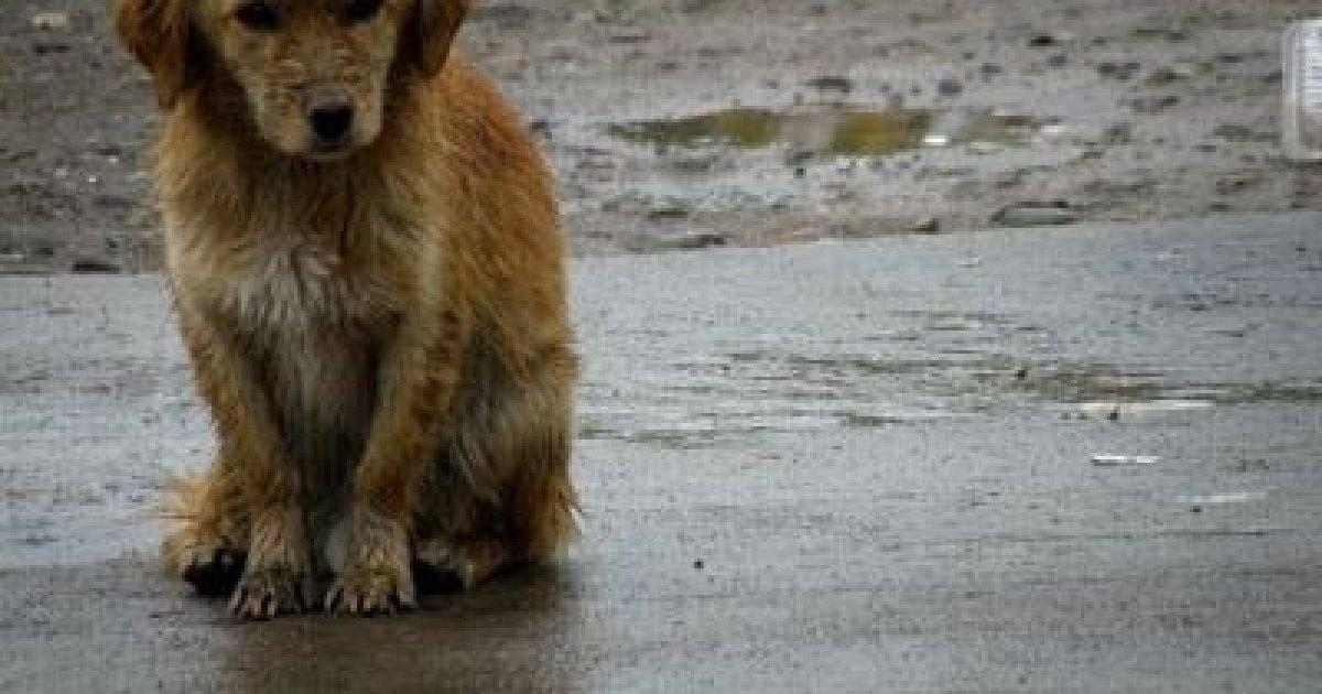 No Más Maltrato a los Animales