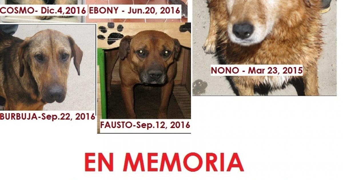 Recibir denuncias por asesinar y maltratar animales, investigar, identificar culpables y judicializarlos