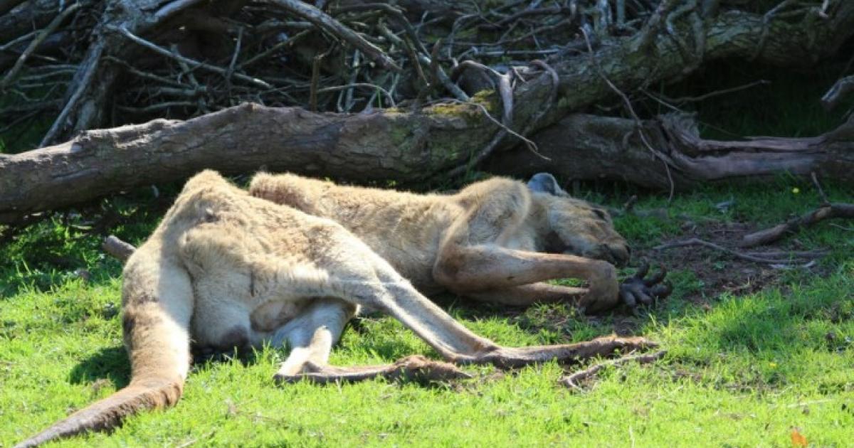 Salvemos a los animales del Zoológico de Cumbria