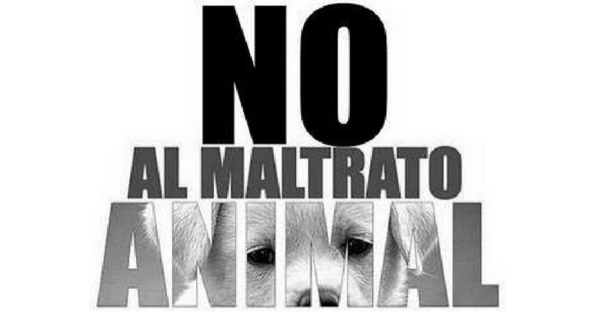 Arrêtez l'empoisonnement de chiens et de chats