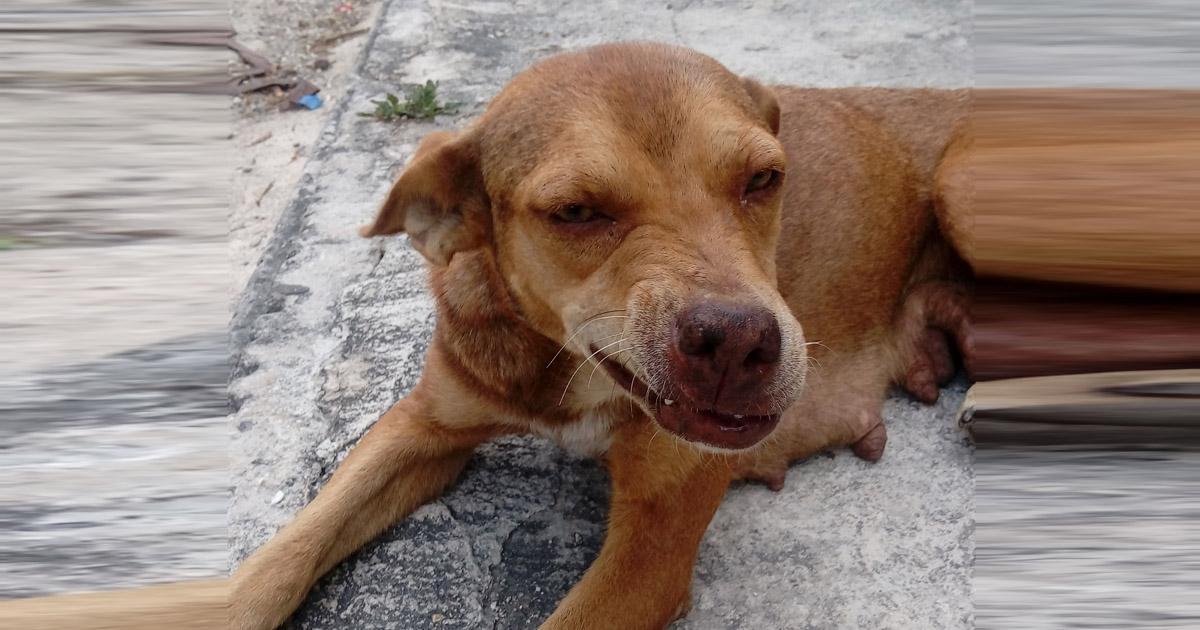 Salvar a los perritos callejeros y maltratados