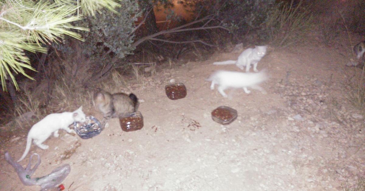 Esterilicemos a los gatos de la calle