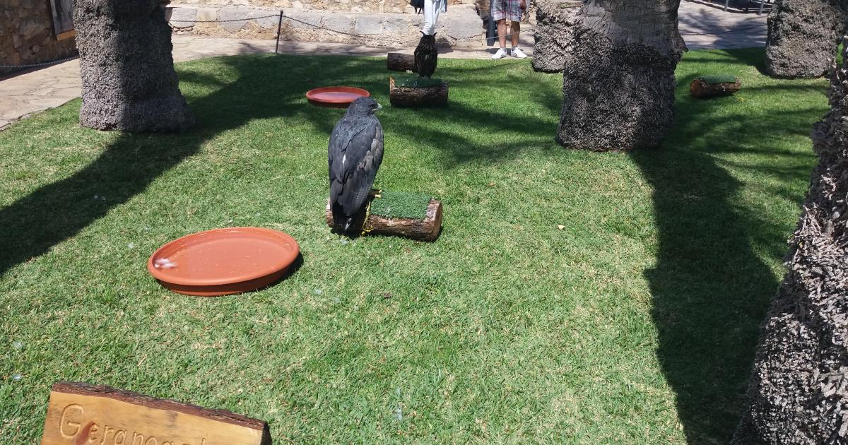 Salvemos a las aves de los Jardines del Castillo de Peñíscola