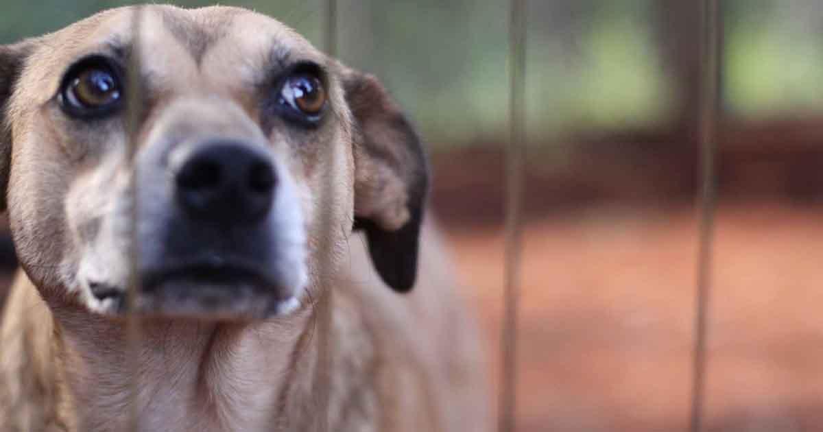 Bolsonaro sanciona ley con mayor pena, hasta cinco años, por maltrato a perros o gatos