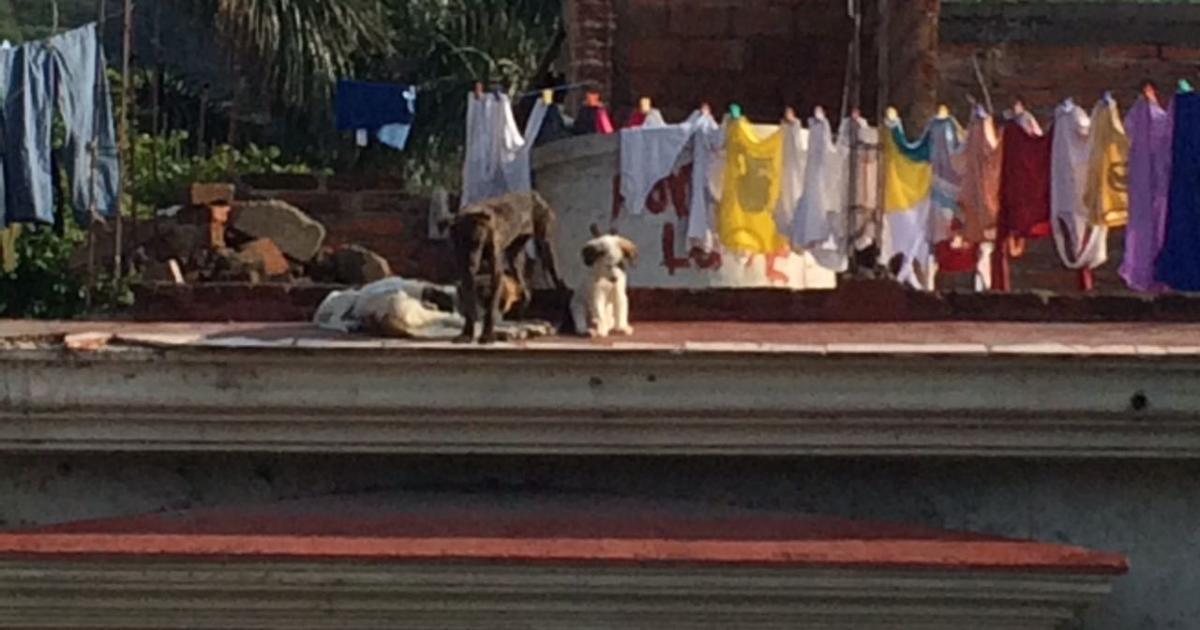 Sancione a los dueños de perros, ya que hay demasiados en la calle y sálvenlos para adopción