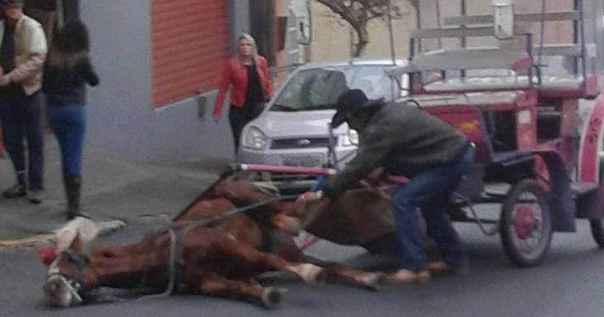 No más turismo explotando animales