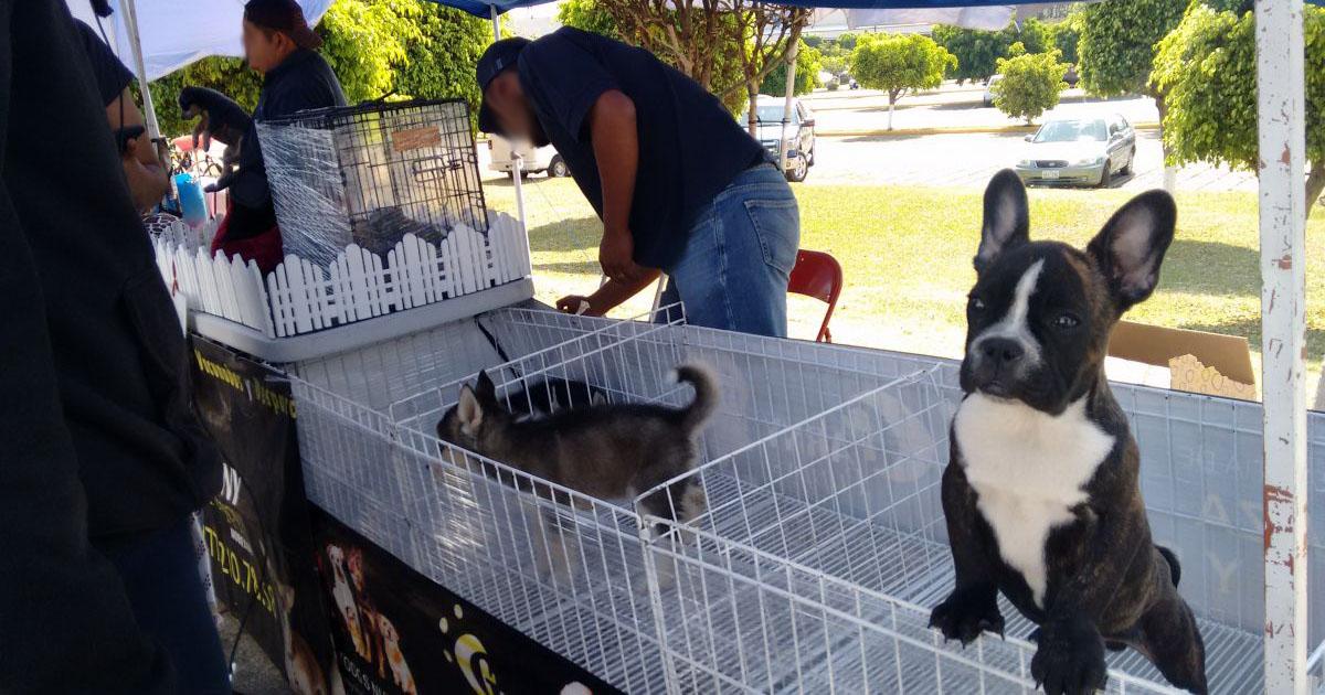 Que no permitan la venta de perritos frente a Sams de la calle de Vicente Guerrero