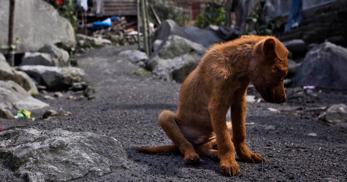We need a dogs and cats shelter in Mexico City