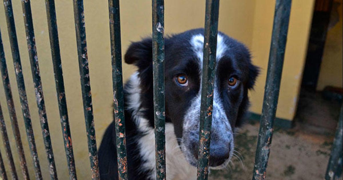 Mejora de las condiciones de vida de todos los animales